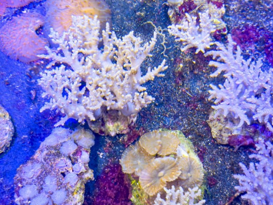 Łódź. Największy przemyt w historii udaremniony! Niemal 1000 koralowców uratowanych przez Orientarium