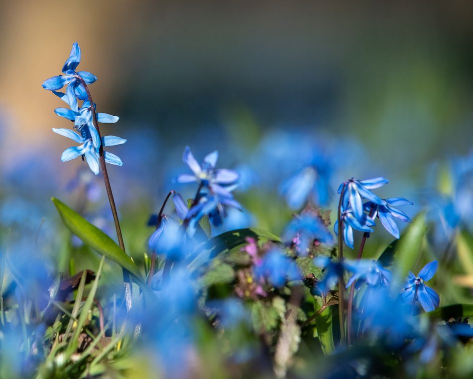 Łódź. Park Klepacza w Łodzi kwitnie wiosną… na niebiesko!