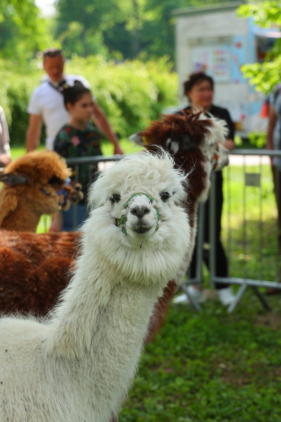 Łódź. Piknik na Młynku w Łodzi. Dmuchańce, alpaki, gigantyczne kręgle i rowery wodne