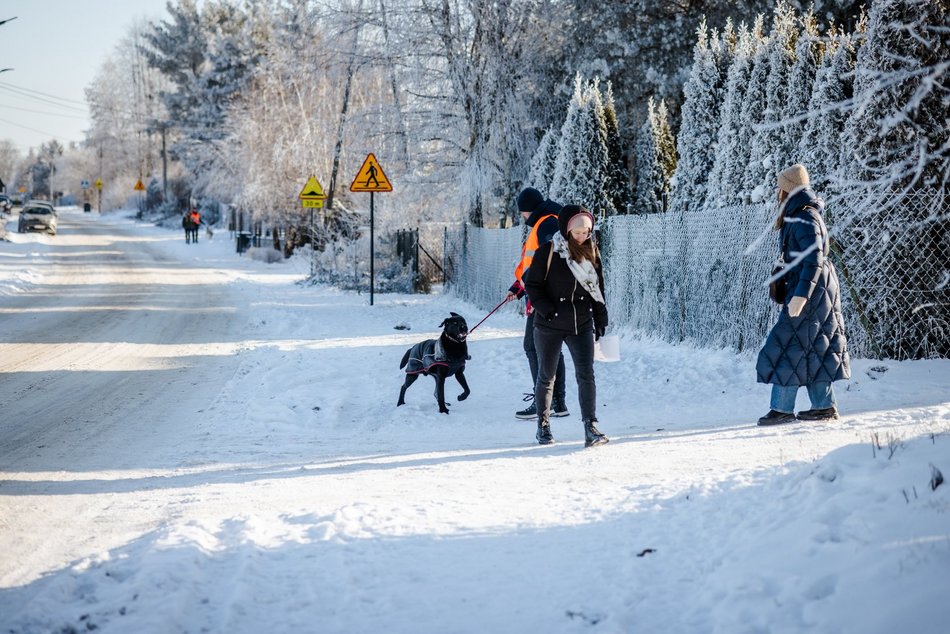Łódź. Psy ze schroniska w Łodzi na spacerze