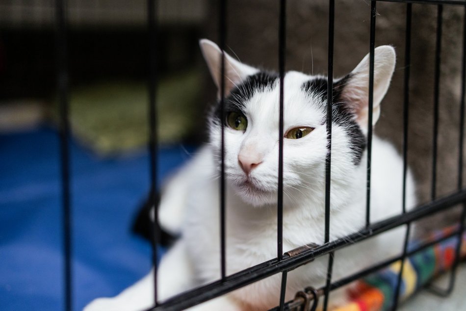 Łódź. Kocie walentynki w schronisku w Łodzi. Zobacz zdjęcia ze spotkania adopcyjnego