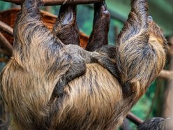 Nowe maleństwa w Orientarium Zoo Łódź. Zobacz, jak radzą sobie w nowych warunkach