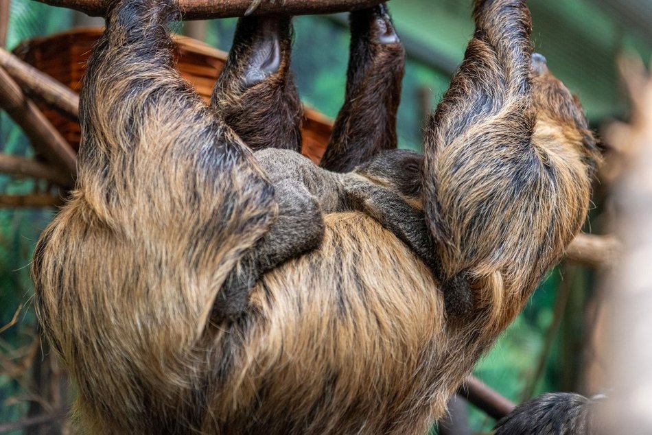 Nowe maleństwa w Orientarium Zoo Łódź. Zobacz, jak radzą sobie w nowych warunkach