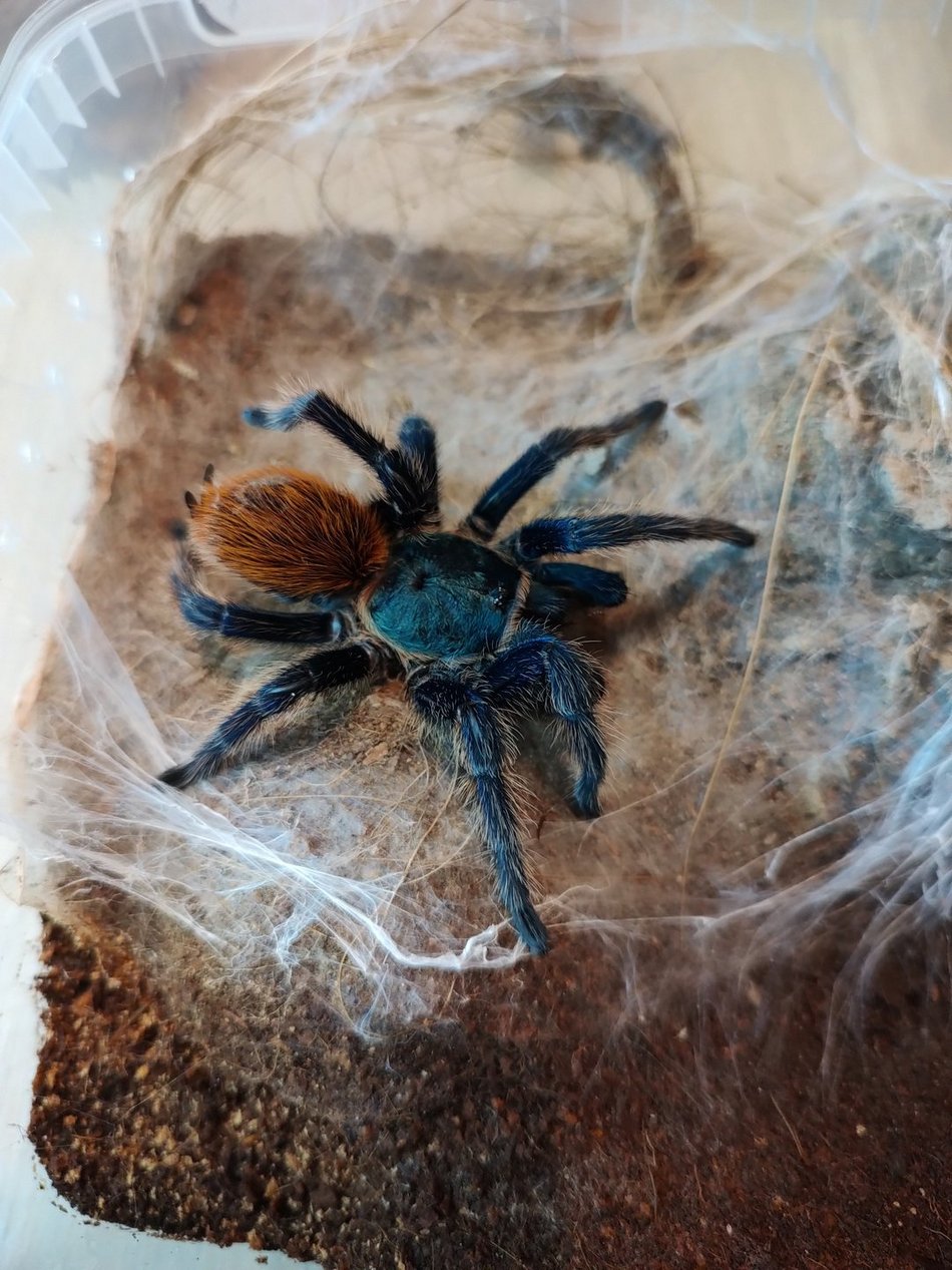 Chromatopelma cyaneopubescens
