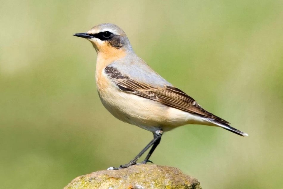 Zrozum lepiej ptaki w Orientarium Zoo Łódź. Przyjdź na spotkanie z ornitologiem