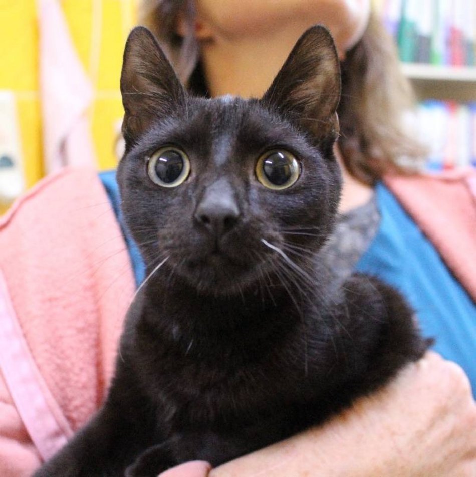 zwierzę ze schroniska