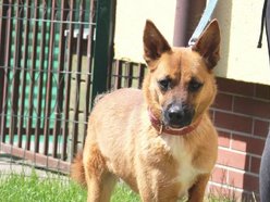 Czy Beny pamięta jeszcze świat bez krat? Weteran schroniska w Łodzi czeka na rodzinę