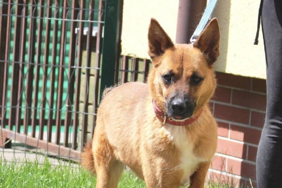 Czy Beny pamięta jeszcze świat bez krat? Weteran schroniska w Łodzi czeka na rodzinę