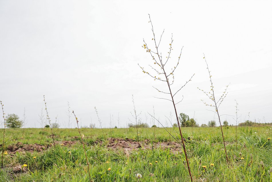 Łódź. Z 15 tysięcy małych sadzonek powstanie prawdziwy gaj!