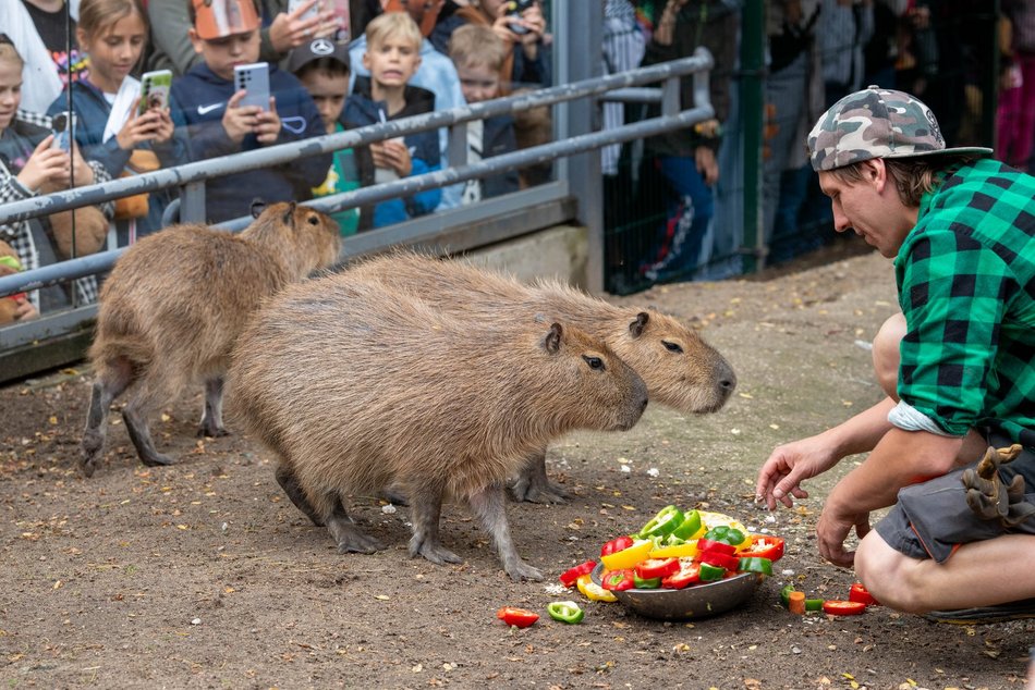 Łódź. Zlot Fanów Kapibary w Orientarium Zoo Łódź. Świetna frekwencja mimo niepogody