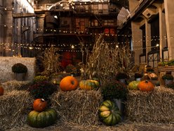 Łódź. Farma Dyń w Fuzji Łódź. Pozycja obowiązkowa na jesienną sesję fotograficzną! [ZDJĘCIA]