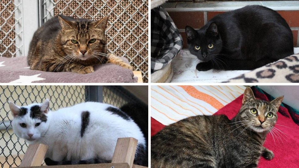 Łódź. Adoptuj odpowiedzialnie! Pomóż kociakom ze schroniska w Łodzi znaleźć nowe domy