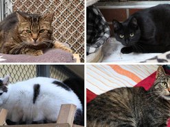 Łódź. Adoptuj odpowiedzialnie! Pomóż kociakom ze schroniska w Łodzi znaleźć nowe domy