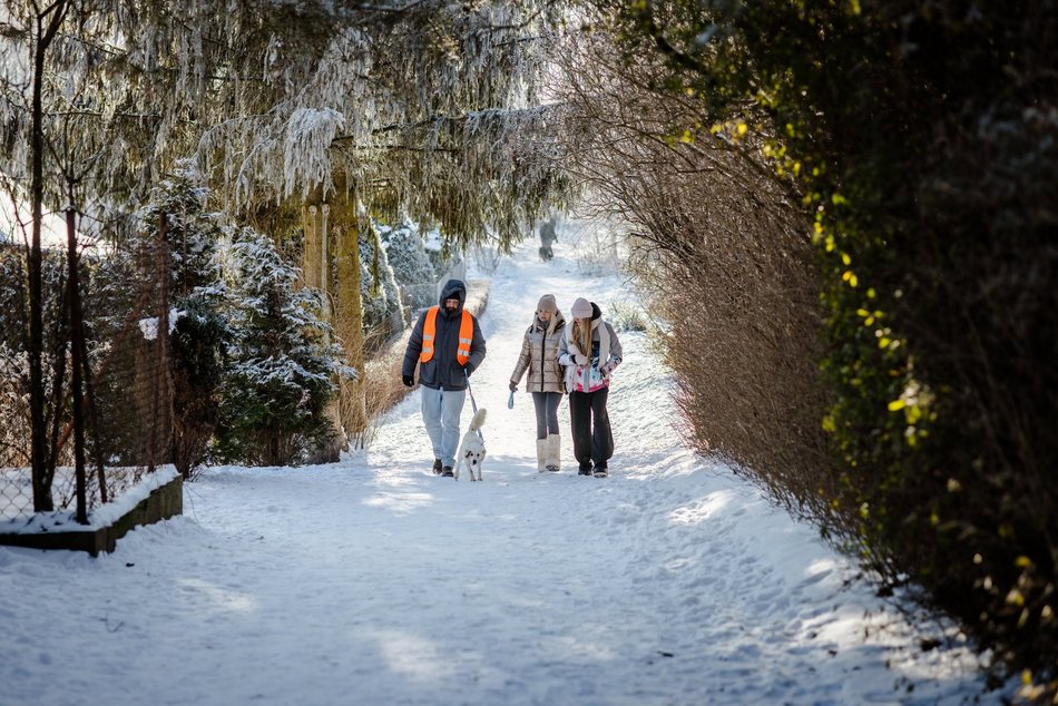 Łódź. Psy ze schroniska w Łodzi na spacerze