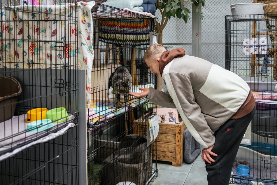 Łódź. Kocie walentynki w schronisku w Łodzi. Zobacz zdjęcia ze spotkania adopcyjnego