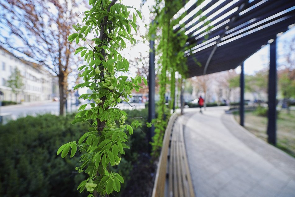 Łódź. Zobacz, jak skwer przy Kilińskiego i Rewolucji w Łodzi mieni się wszystkimi kolorami wiosny