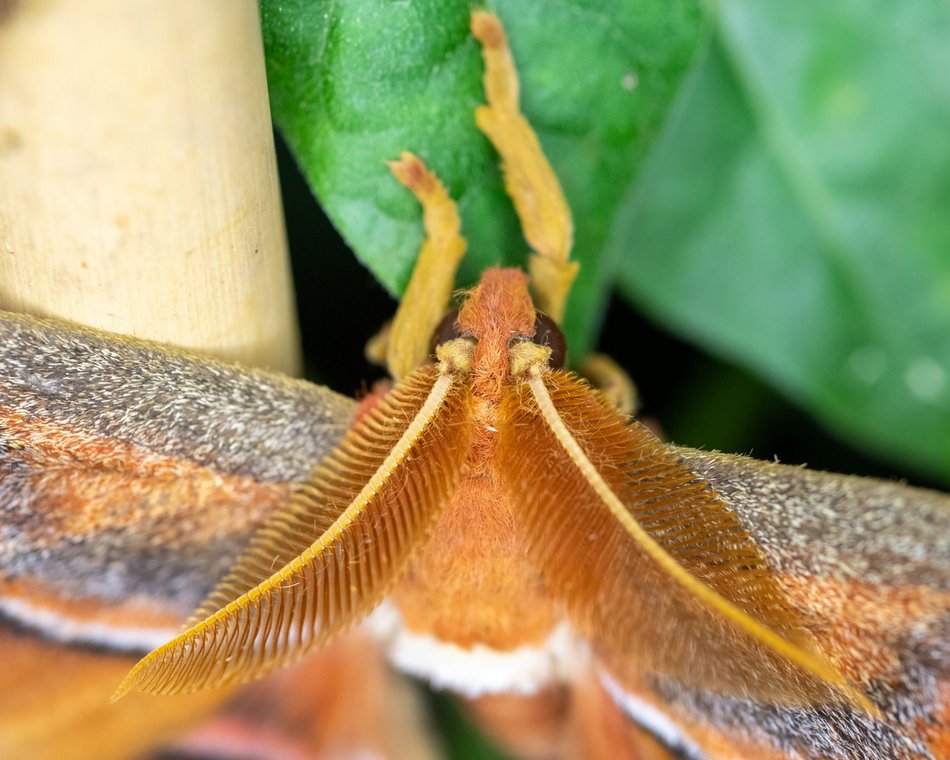 Motylarnia w Orientarium Zoo Łódź - motyle i odwiedzający w motylarni