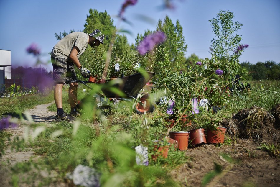Nowy krzewy w parku nad Jasieńcem