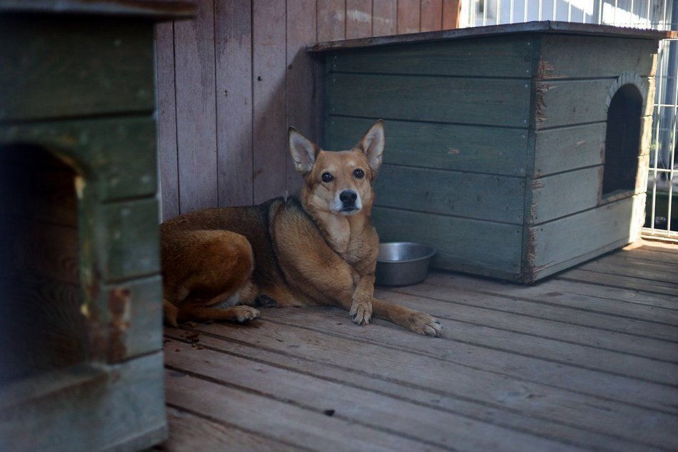 Schronisko w Łodzi. Mnóstwo zwierząt czeka na na nowy dom!