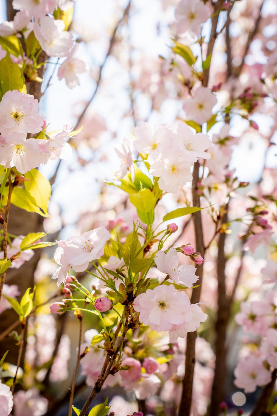 Łódź. Najpiękniejszy skwer? Kiedyś zaniedbany trawnik, dzisiaj kwitnący ogród