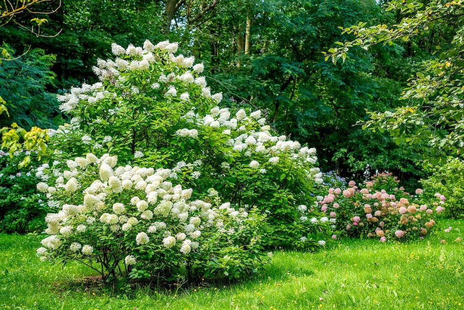 Łódź. Hortensje opanowały Ogród Botaniczny w Łodzi! To prawdziwa feeria barw