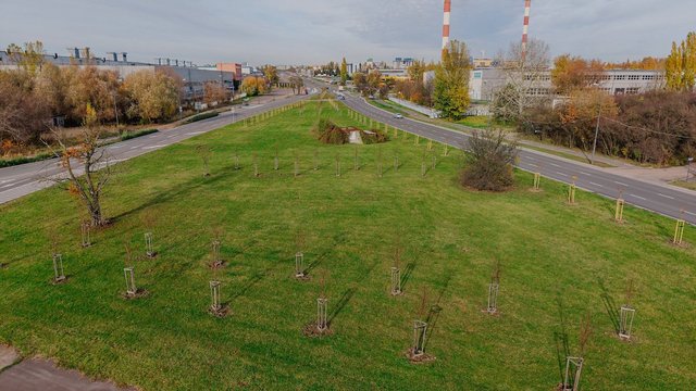 Kolejne drzewa w centrum Łodzi! Nowe nasadzenia przy Dąbrowskiego zmienią się w zieloną oazę 