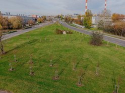 Łódź. Kolejne drzewa w centrum Łodzi!