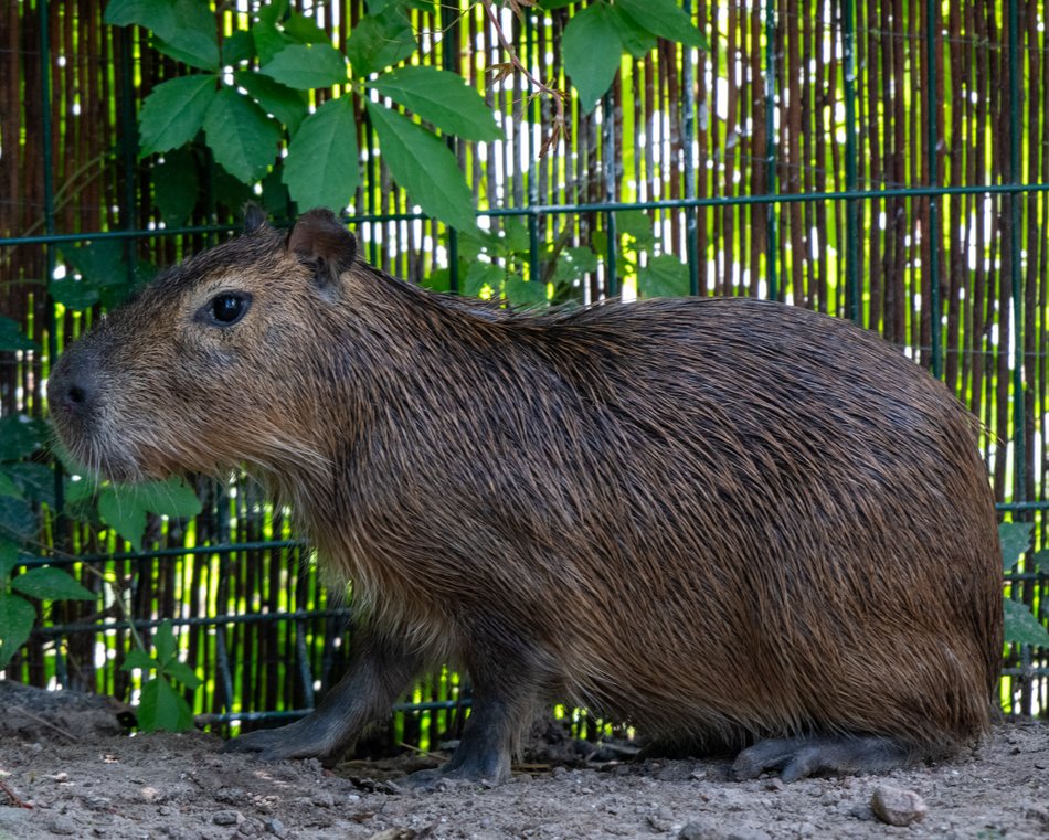 Samiec kapibary
