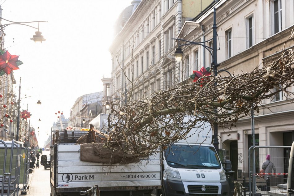 Łódź. Nowe drzewa na Piotrkowskiej w Łodzi. To także zasługa łódzkiego biznesu!