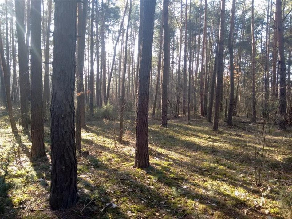 Łódź. Działka w Czarnocinie