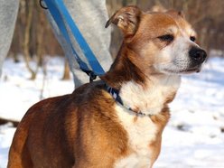 Łódź. Koneser relaksu do adopcji! Pies Fakir czeka na nowy, kochający dom