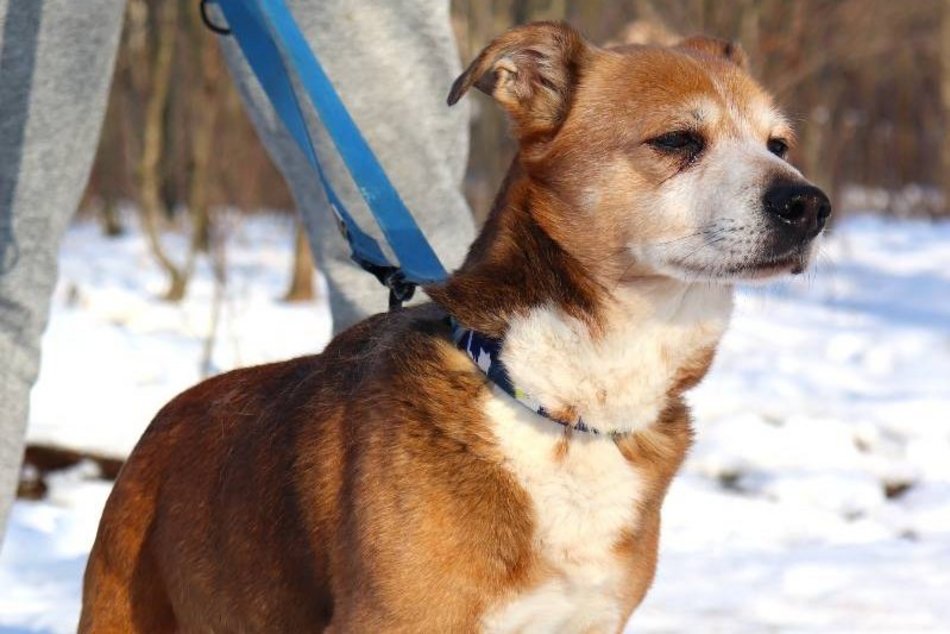 Łódź. Koneser relaksu do adopcji! Pies Fakir czeka na nowy, kochający dom