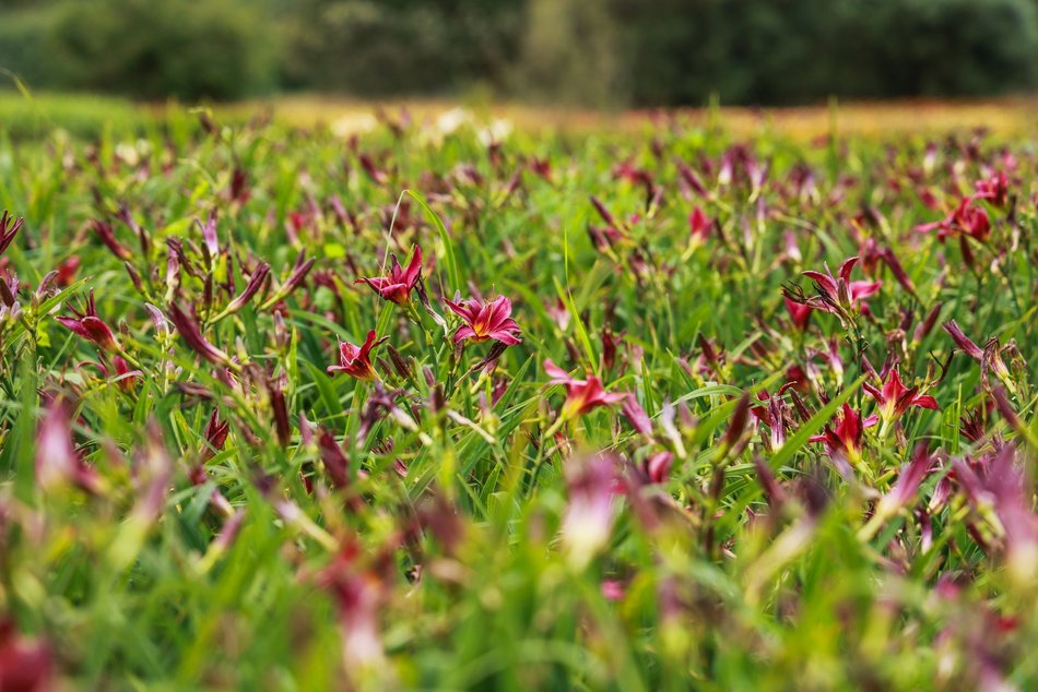 Łódź. Liliowce zachwycają w Ogrodzie Botanicznym w Łodzi. Widok zapierający dech!