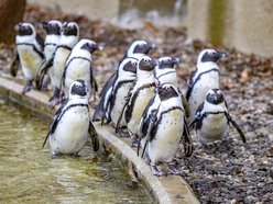 Wybierz się na pokazowe karmienie do Orientarium Zoo Łódź!