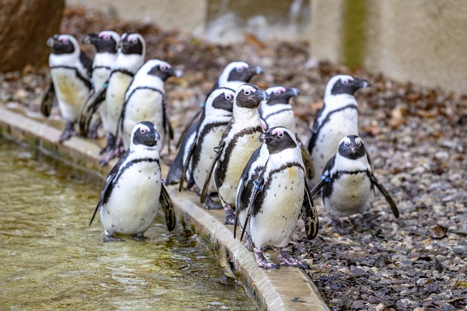 Wybierz się na pokazowe karmienie do Orientarium Zoo Łódź!