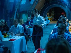 Łódź. Walentynki w Orientarium Zoo Łódź. Przysmaki, koncert na harfie i... zaręczyny