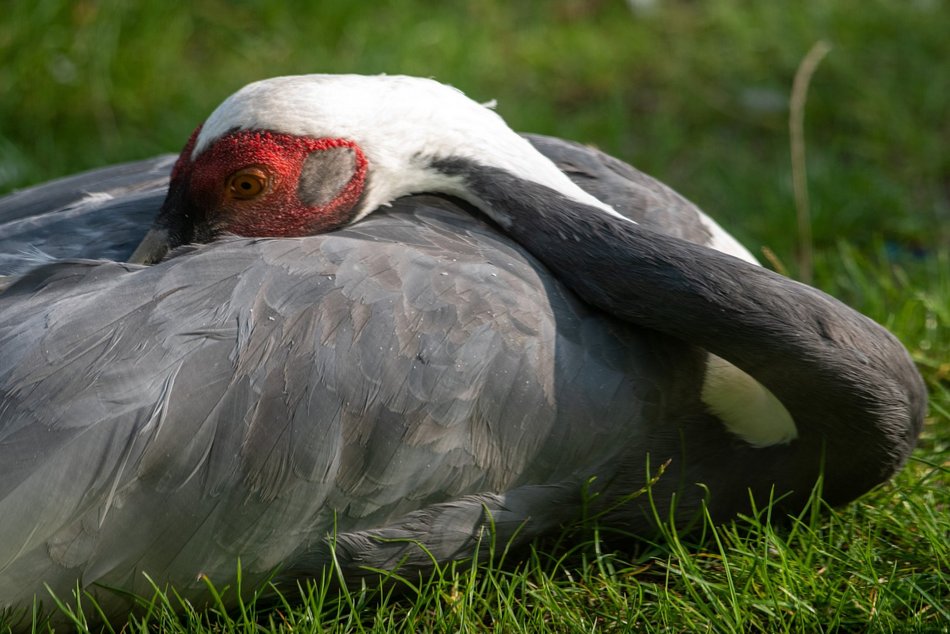 Wybierz się na wielkanocny spacer do Orientarium Zoo Łódź