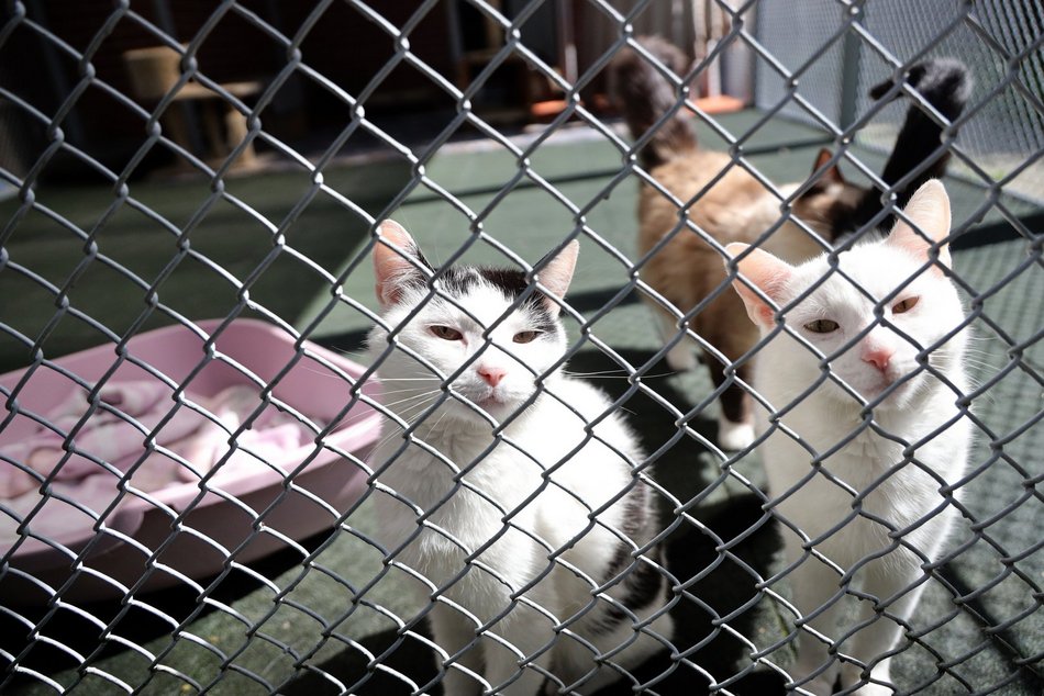 Schronisko w Łodzi. Mnóstwo zwierząt czeka na na nowy dom!