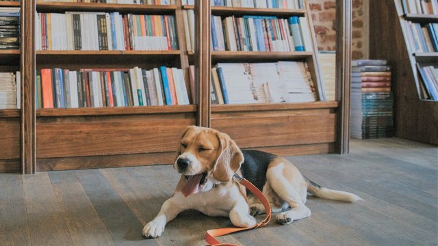 Biblioteka Miejska w Łodzi otwarta także dla zwierząt. Tutaj przyjdziesz z psem