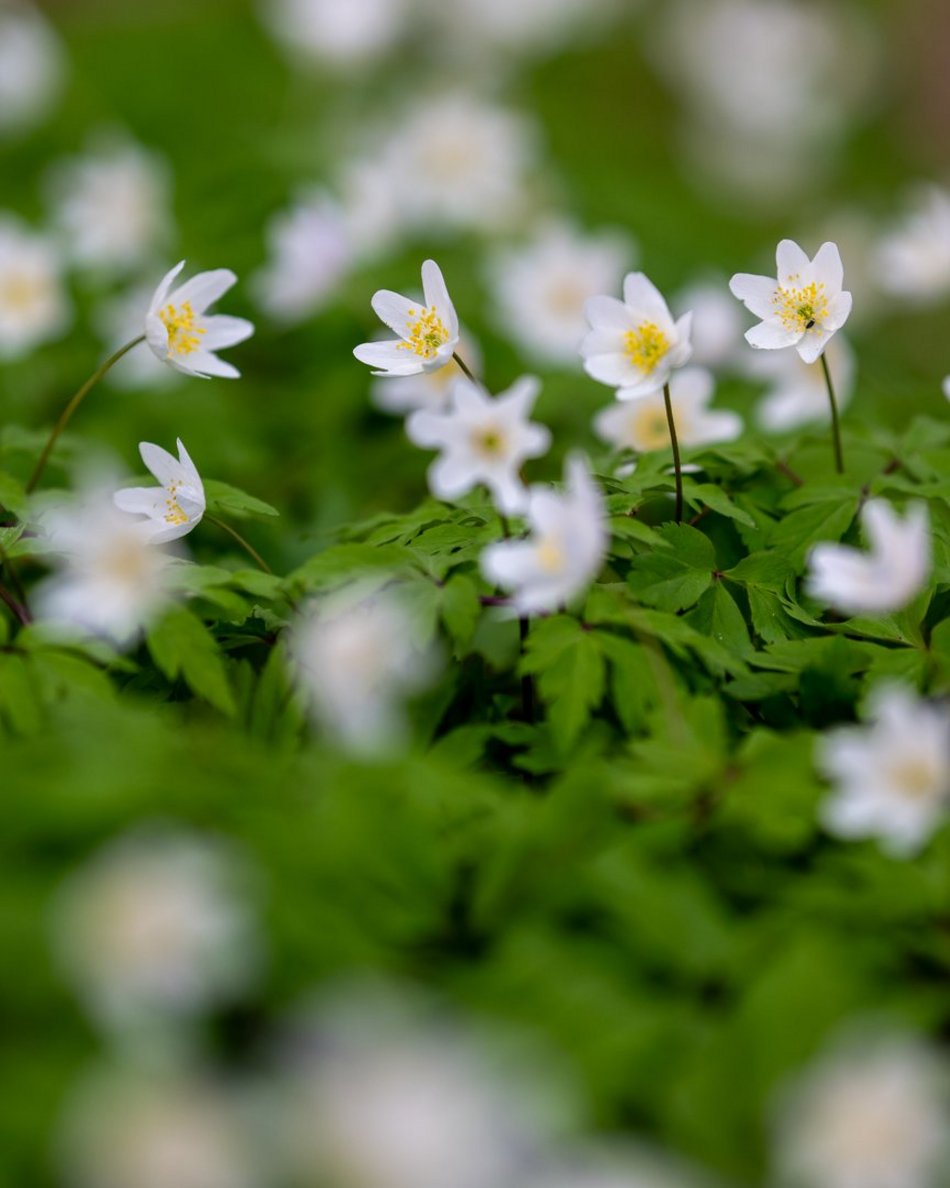 Wiosenny Ogród Botaniczny w Łodzi. Spacer wśród budzącej się do życia przyrody