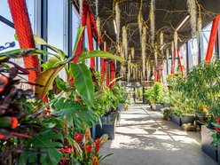 Łódź. Nowa motylarnia w Orientarium Zoo Łódź już otwarta! Największe takie miejsce w Polsce