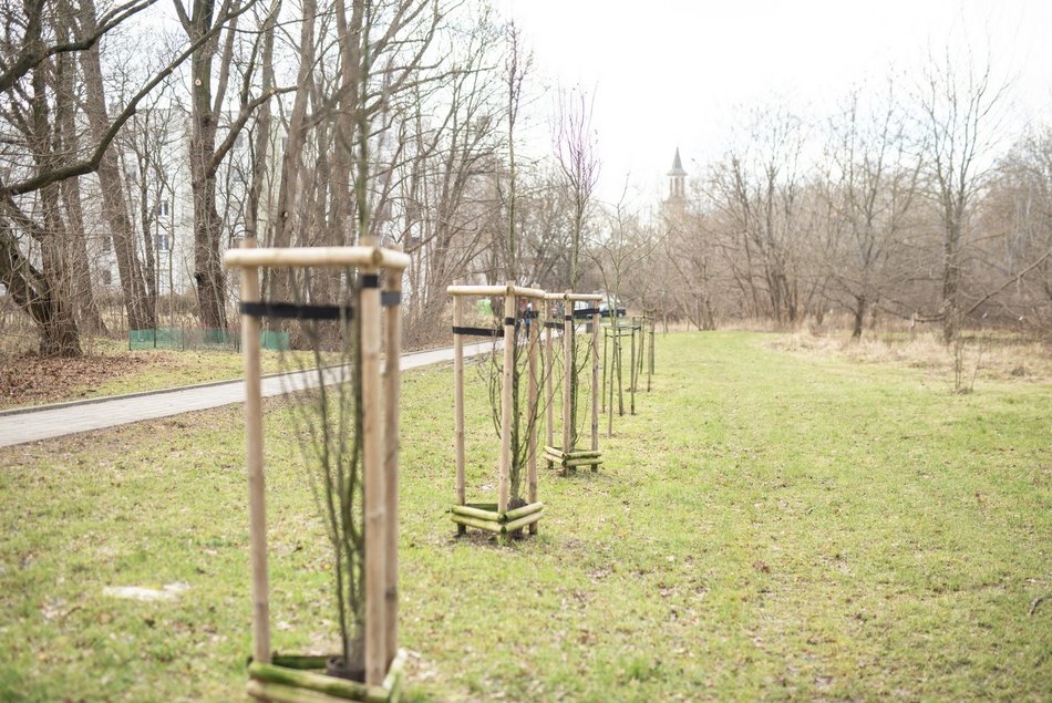 Łódź. Park Puchalskiego w Łodzi zmienia się dla mieszkańców. Nowe alejki i nasadzenia