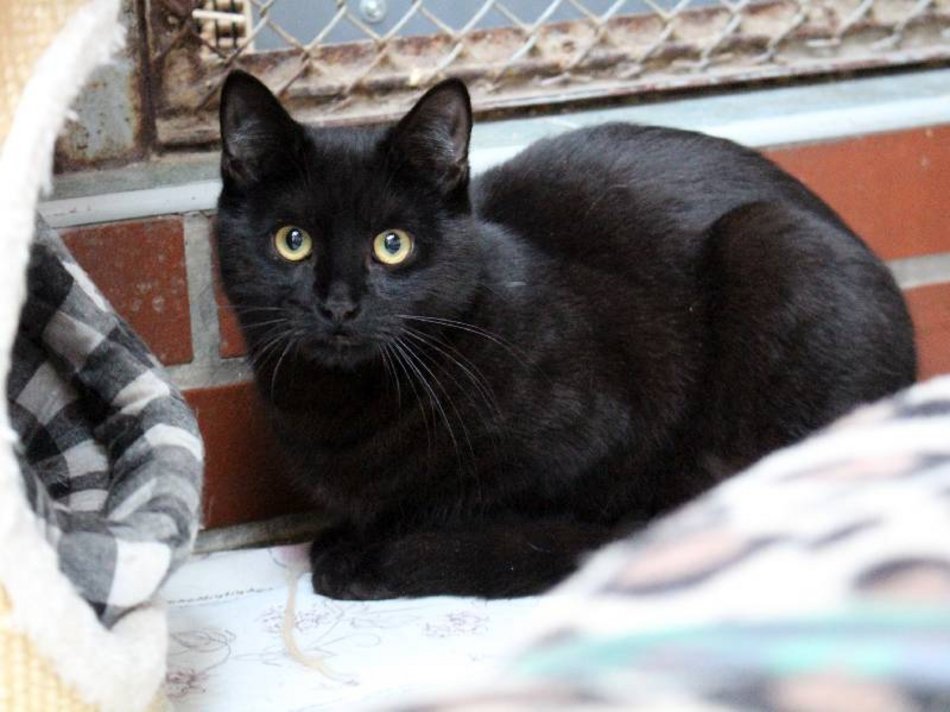 Łódź. Te zwierzaki zdecydowanie za długo czekają na nową rodzinę