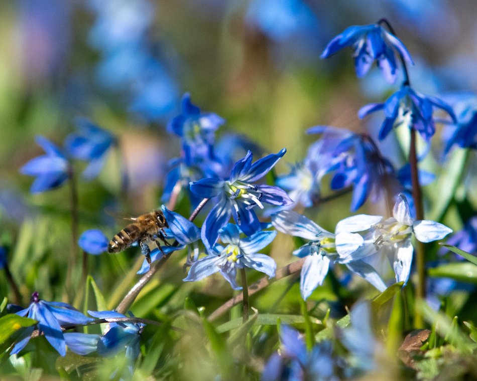 Łódź. Park Klepacza w Łodzi kwitnie wiosną… na niebiesko!