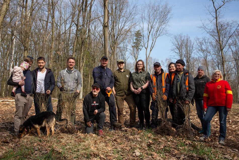Drzewa posadzono w Lesie Łagiewnickim