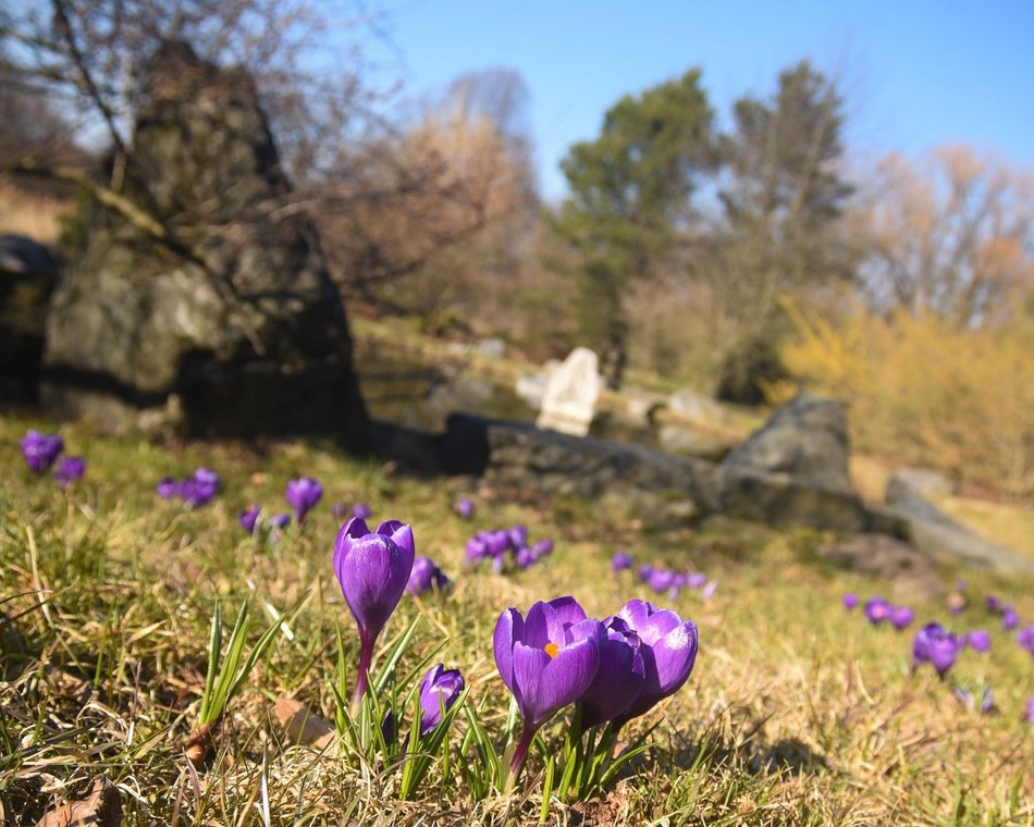 spacer w ogrodzie botanicznym