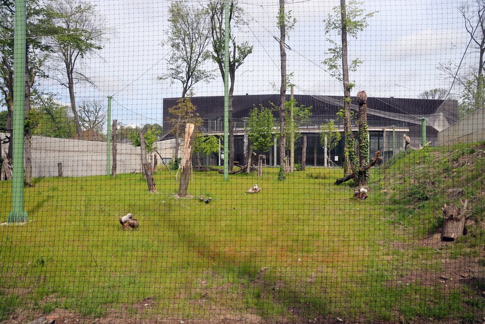 Sępy w Orientarium Zoo Łódź