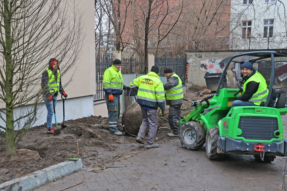 Sadzenie drzew i krzewów przy ul. Legionów
