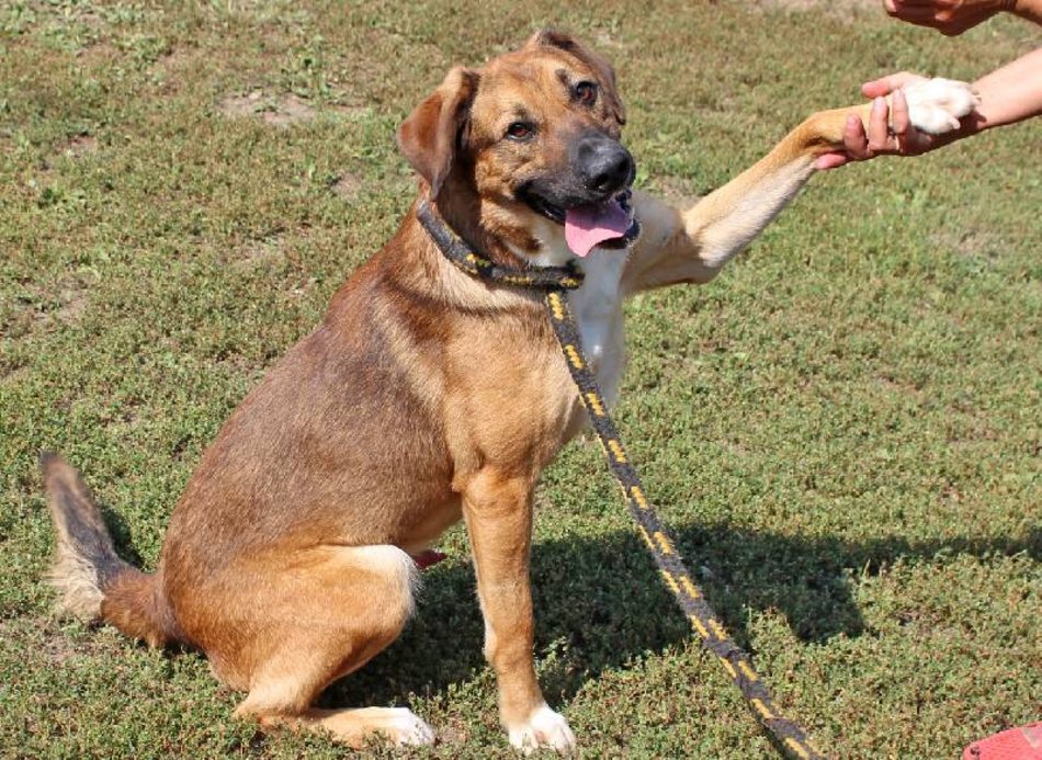 Łódź. Cezar jest w schronisku w Łodzi zdecydowanie za długo. Pomóż mu znaleźć nowy dom!