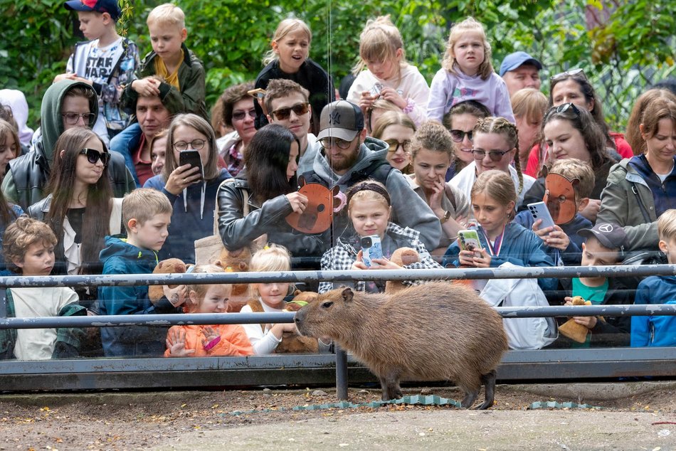 Łódź. Zlot Fanów Kapibary w Orientarium Zoo Łódź. Świetna frekwencja mimo niepogody